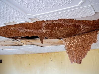 Professional mold removal services in Security-Widefield